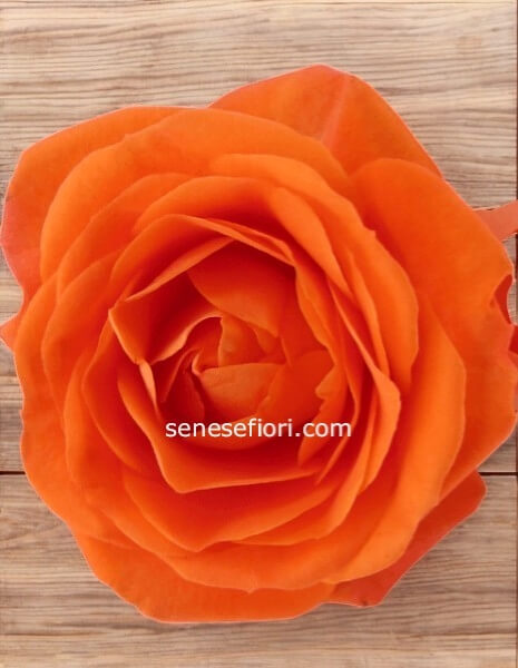  Rose arancio  ECUADOR 