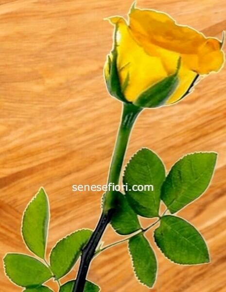 Rose Gialle Ecuador a Stelo  – Luce e Vitalità a Domicilio a Napoli