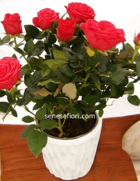 pianta rose 
