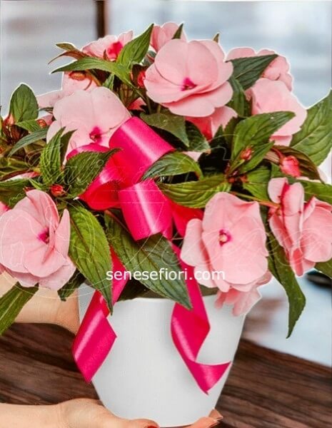 Pianta Impatiens (Fiori di Vetro): Colore Infinito per le tue Zone d&acute;Ombra a Napoli