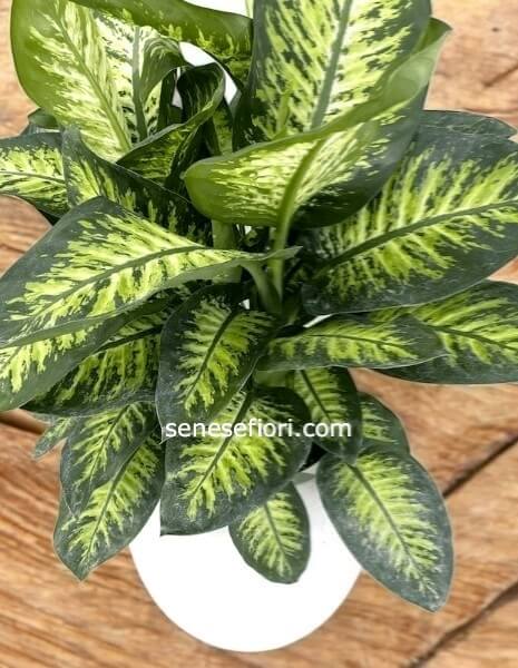 Dieffenbachia Tropic: Luce e Design Tropicale per la tua Casa a Napoli