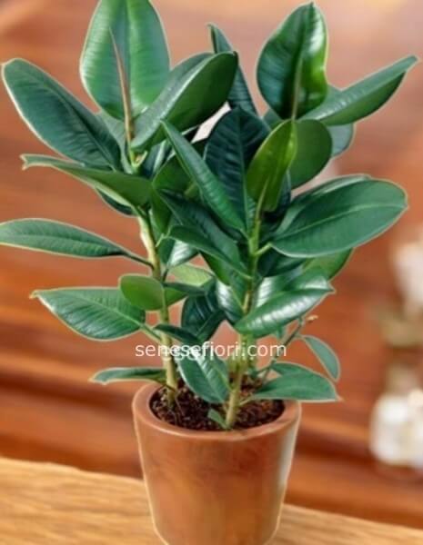 Ficus Elastica (Pianta della Gomma): L&acute;Icona del Design a Napoli