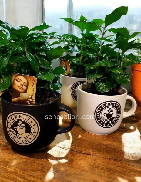 Pianta di Caffè (Coffea Arabica): Coltiva l´Aroma a Casa Tua (Consegna a Napoli)