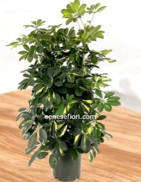 Schefflera (Pianta Ombrello): Verde Rigoglioso per la tua Casa a Napoli