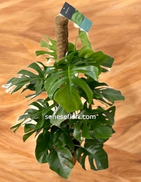 Philodendron Monstera: L&acute;Icona Jungle per il tuo Design a Napoli