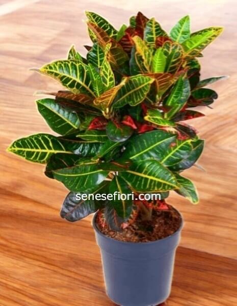 Croton Petra: L&acute;Esplosione di Colori Tropicali per la tua Casa a Napoli