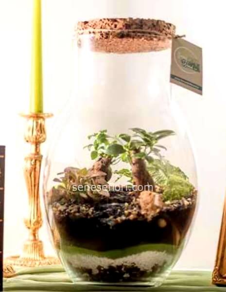 Terrarium "Goccia": Un Simbolo d&acute;Amore Eterno